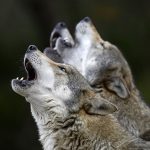 <span></noscript>Meehuilen</span> met de wolven?