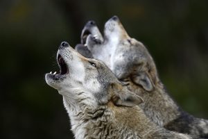 Meehuilen met de wolven?